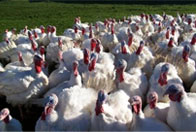 Turkey flock